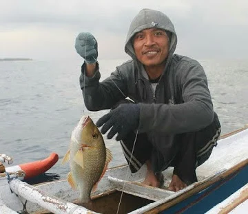 Jenis, Habitat, Hingga Musim Penangkapan Ikan Lencam - CERITA PESISIR