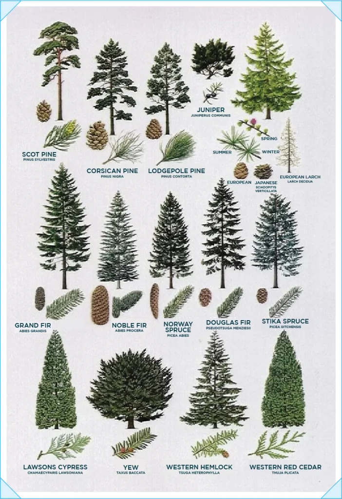 the different types of pine trees and how to use them for landscaping